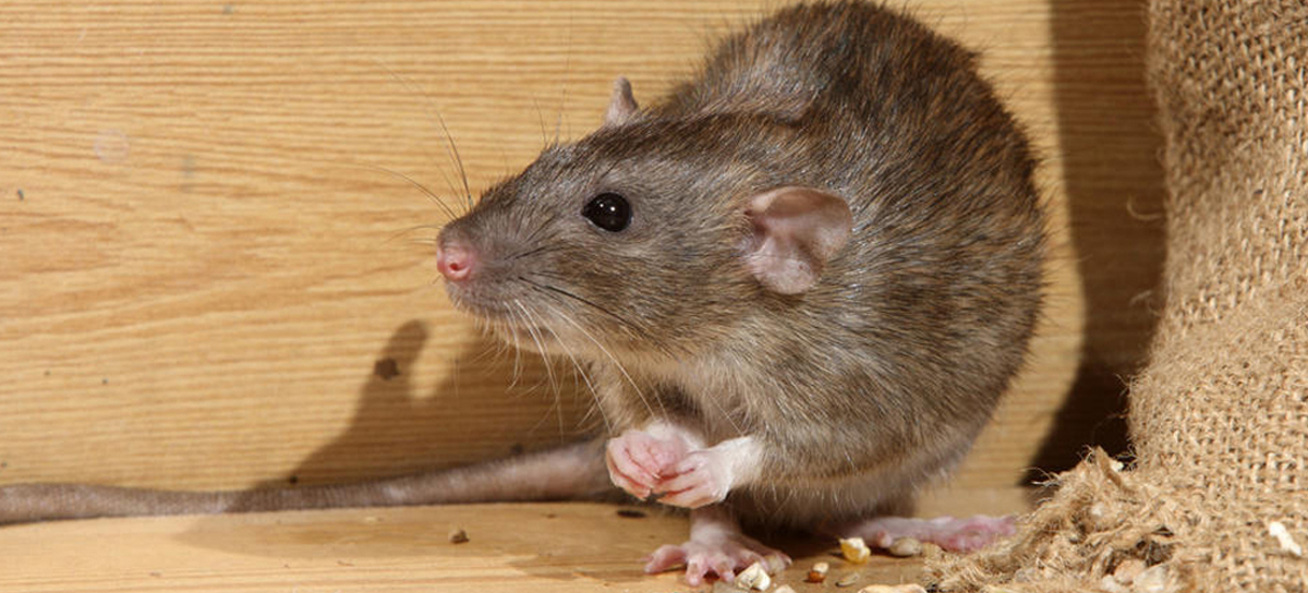 Rodents Control Chembur